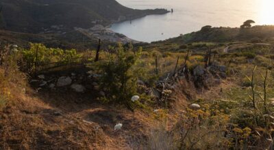 Concluse le azioni di eradicazione del muflone all’Isola del Giglio