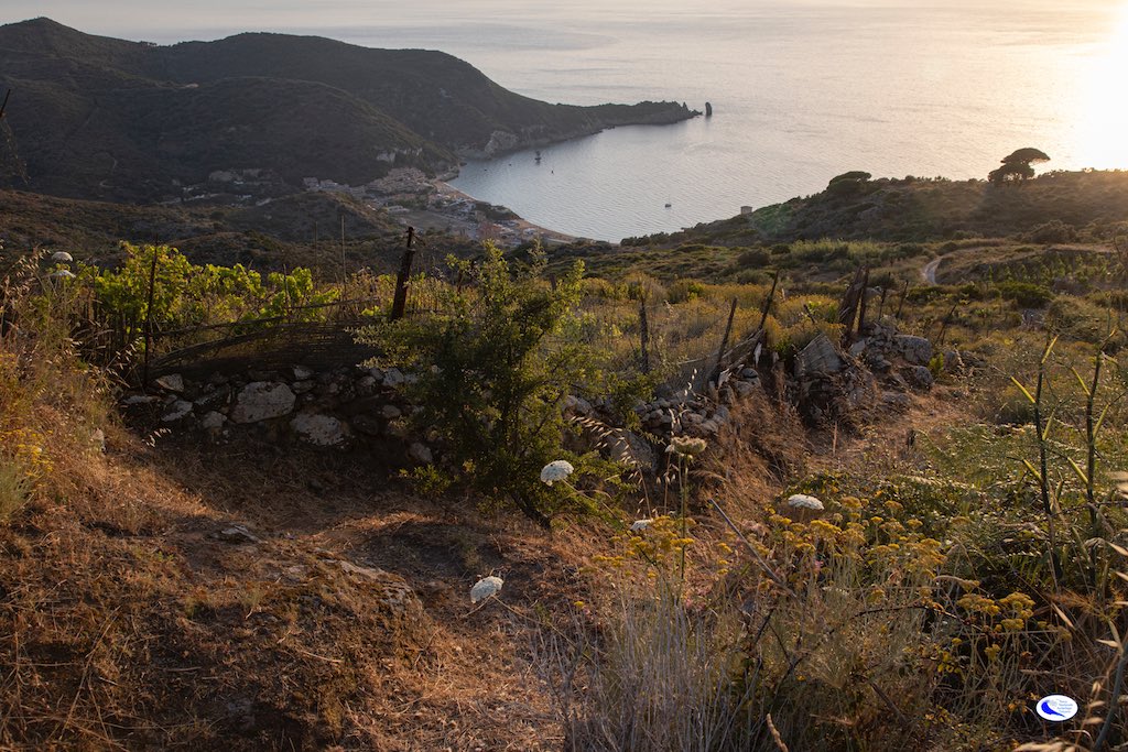 Concluse le azioni di eradicazione del muflone all’Isola del Giglio