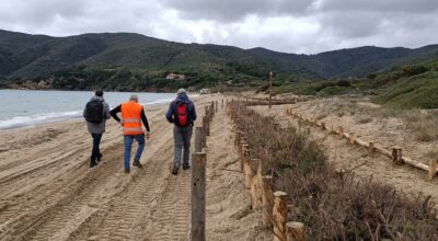 Nuovo intervento di ripristino degli ambienti dunali a Lacona, Isola d’Elba