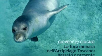 La foca monaca nell’Arcipelago Toscano.  27 giugno Isola d’Elba