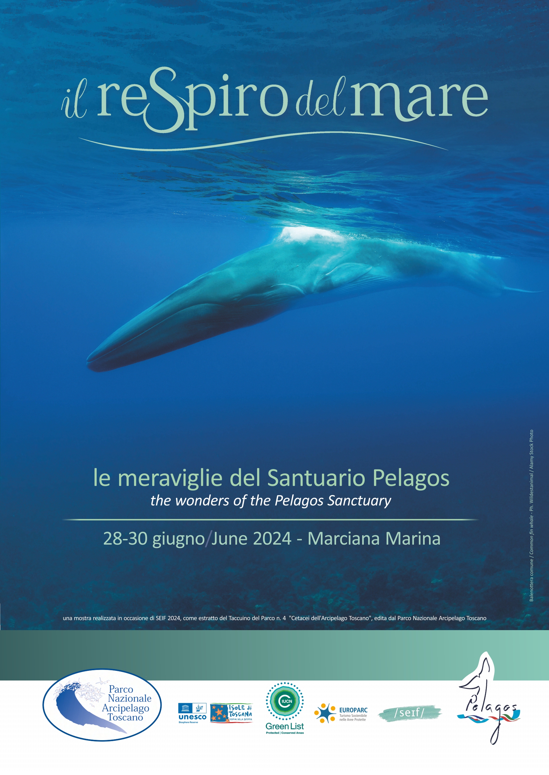 Il respiro del mare Una mostra per scoprire le meraviglie del Santuario per la Protezione dei Mammiferi Marini ‘Pelagos’