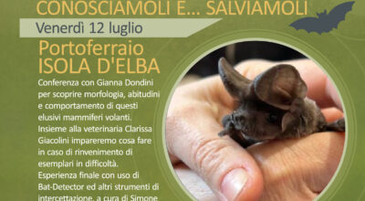 ISOLA D’ELBA  12 LUGLIO. Pipistrelli! Conosciamoli e…salviamoli. 