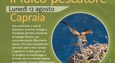 Ali nel blu: il Falco pescatore Capraia 12  Agosto