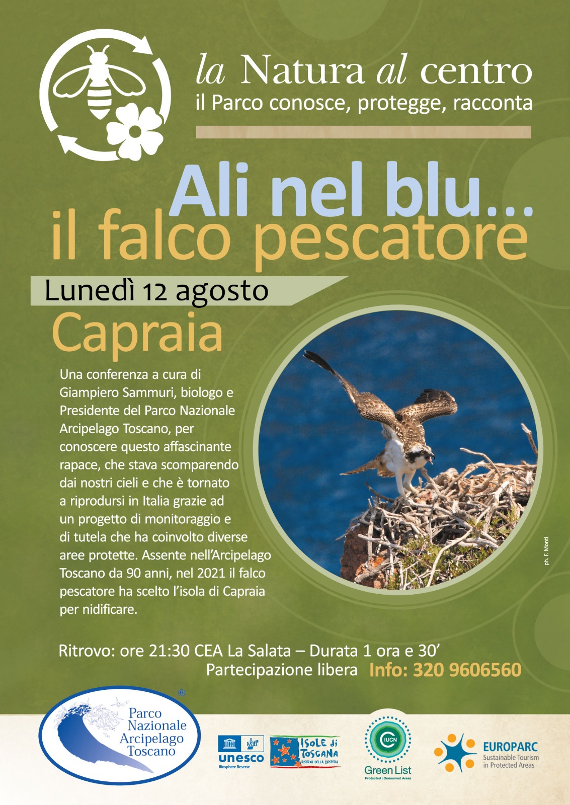 Ali nel blu: il Falco pescatore Capraia 12  Agosto