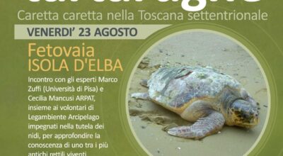 Le nidificazioni delle tartarughe Caretta caretta nella Toscana settentrionale