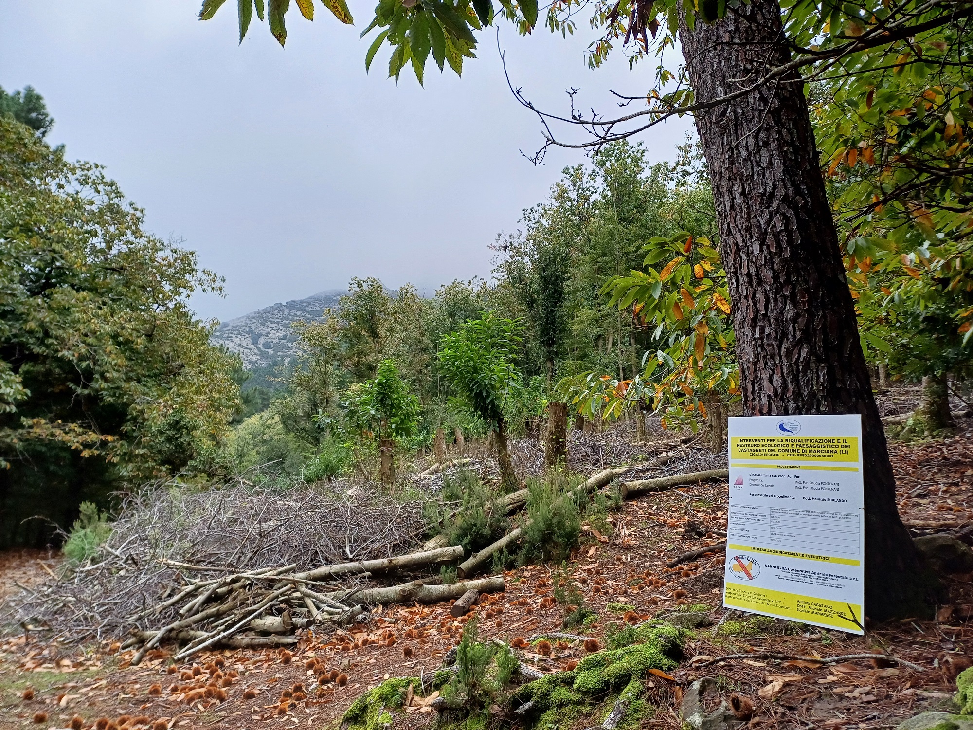 Aggiornamento sul progetto di restauro ecologico e paesaggistico dei castagneti di Marciana