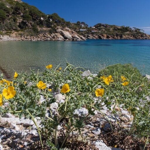 ISOLA DEL GIGLIO - LE CANNELLE  Isola del Giglio